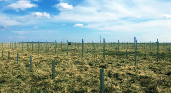 Sungrow to Supply the Largest Solar Project in Romania