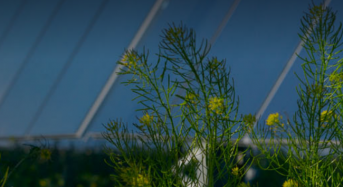 PV | First Solar revises TOPCon‑related intellectual property enforcement approach